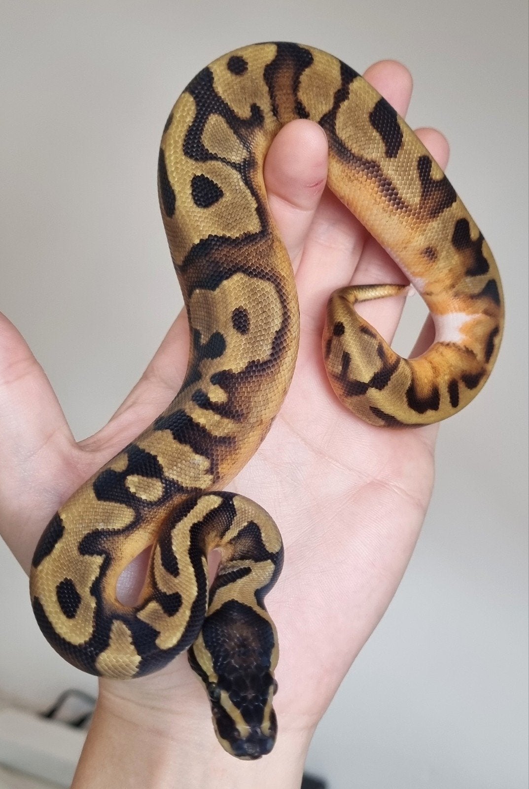 0.1 enchi piebald koningspython Ball Python photo 3