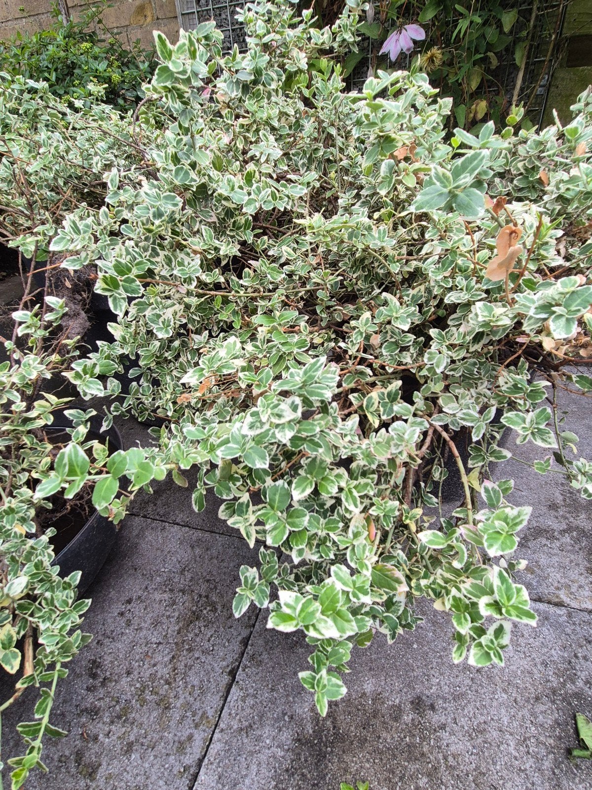 Mooie bodembedekker! Euonymus fortunei kardinaalsmuts, Tuin en Terras, Ophalen, Bodembedekkers, Halfschaduw
