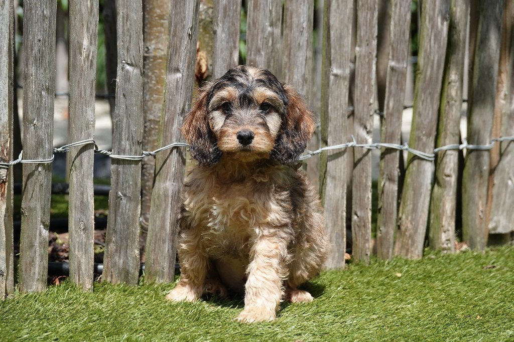 Prachtige Cockapoo pups (Abrikoos & Sable), België, 15 weken tot 1 jaar, Overige rassen, CDV (hondenziekte)
