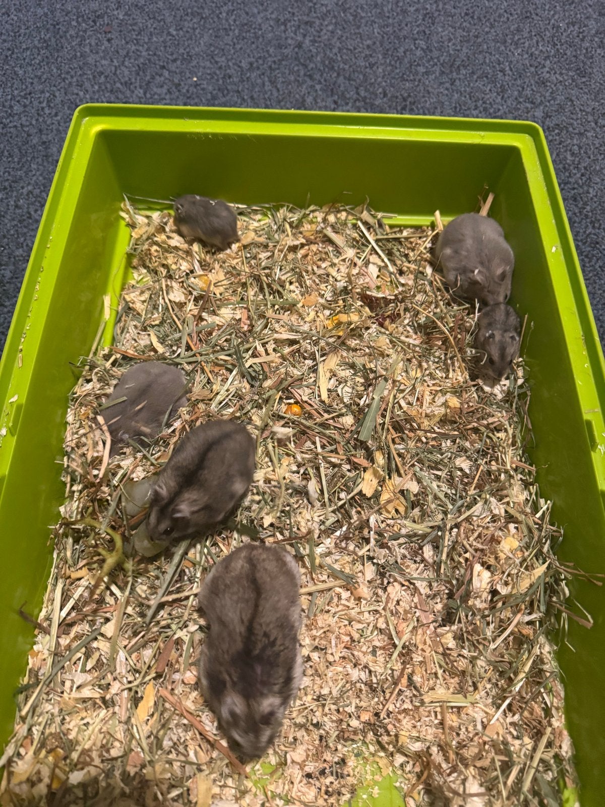 een hamster, Dieren en Toebehoren, Knaagdieren, Juni, Muis, Geslacht onbekend, Tam