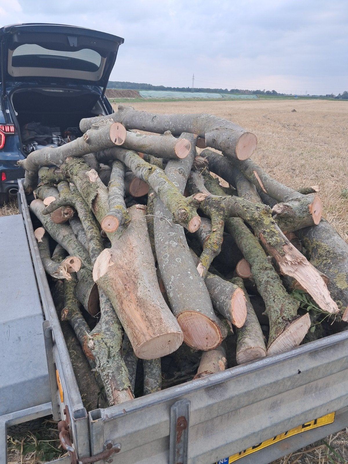 stammetjes essen haardhout, Tuin en Terras, Haardhout, Minder dan 3 m³, Ophalen, Essenhout, Stammen