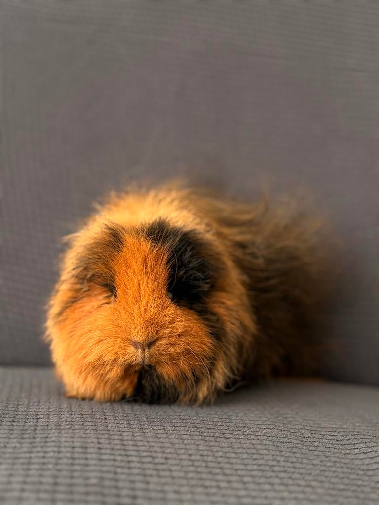 3 lieve cavia’s - alleen naar goed en ervaren thuis, Cavia, Meerdere dieren, Tam, September