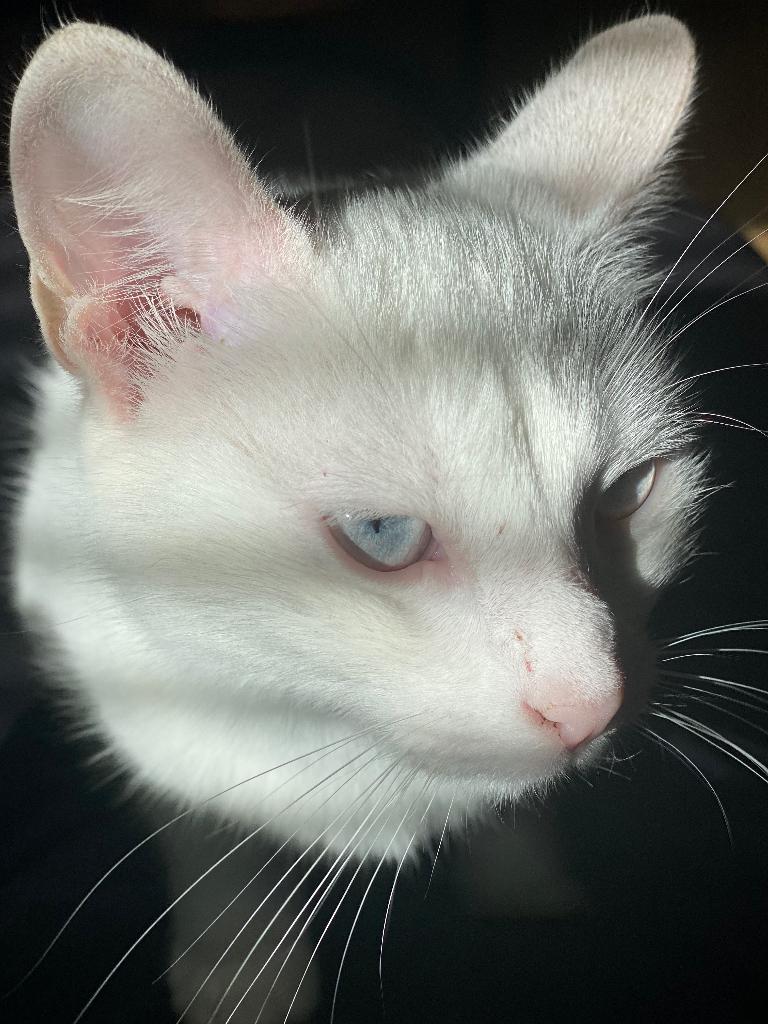 Lieve poezen en katers, Meerdere dieren, 3 tot 5 jaar