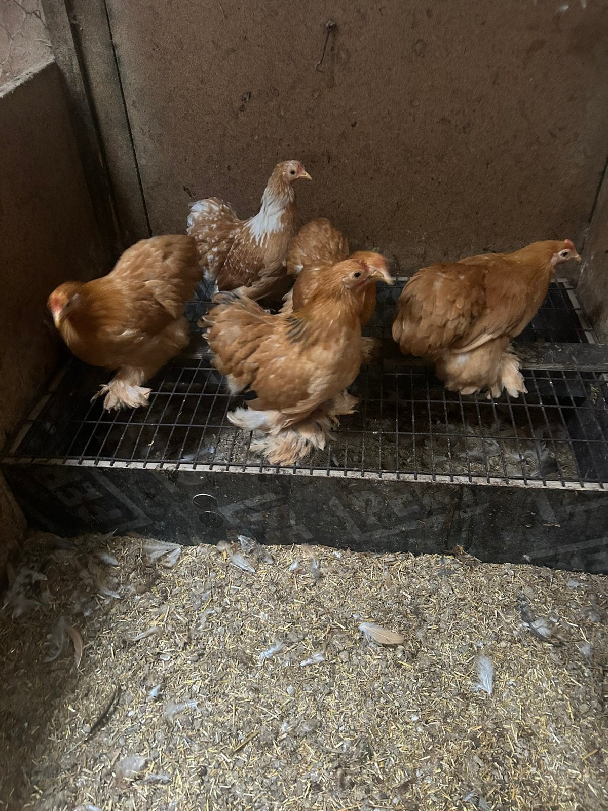 Te koop cochin kriel, Dieren en Toebehoren, Pluimvee, Vrouwelijk, Kip