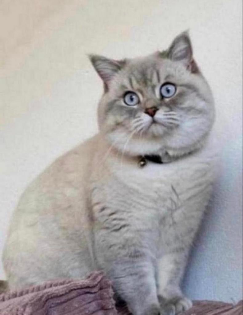 Britse korthaar DEKKATER, 3 tot 5 jaar