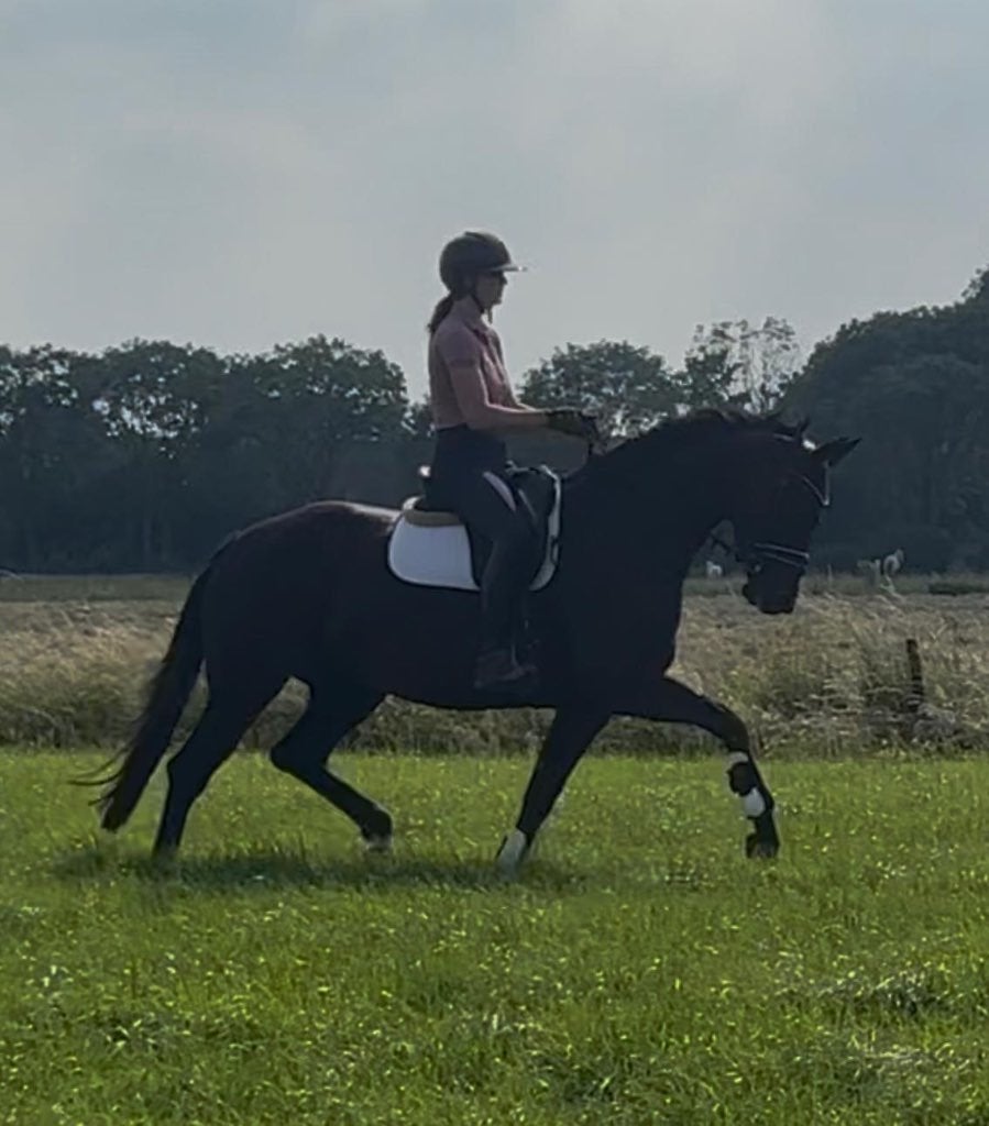 Knappe fijne merrie met top karakter, Dieren en Toebehoren, Merrie, Dressuurpaard, 3 tot 6 jaar, 165 tot 170 cm