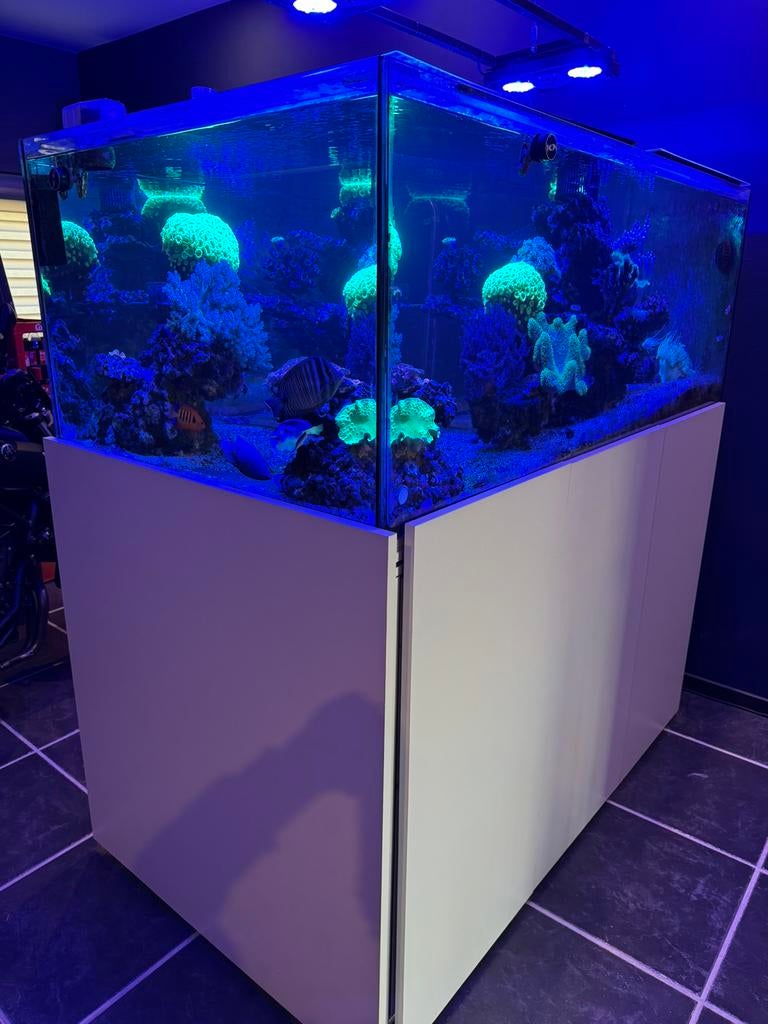 Zee aquarium 160x90x60 1050L, Dieren en Toebehoren, Vissen | Aquaria en Toebehoren, Zo goed als nieuw, Gevuld zeewateraquarium