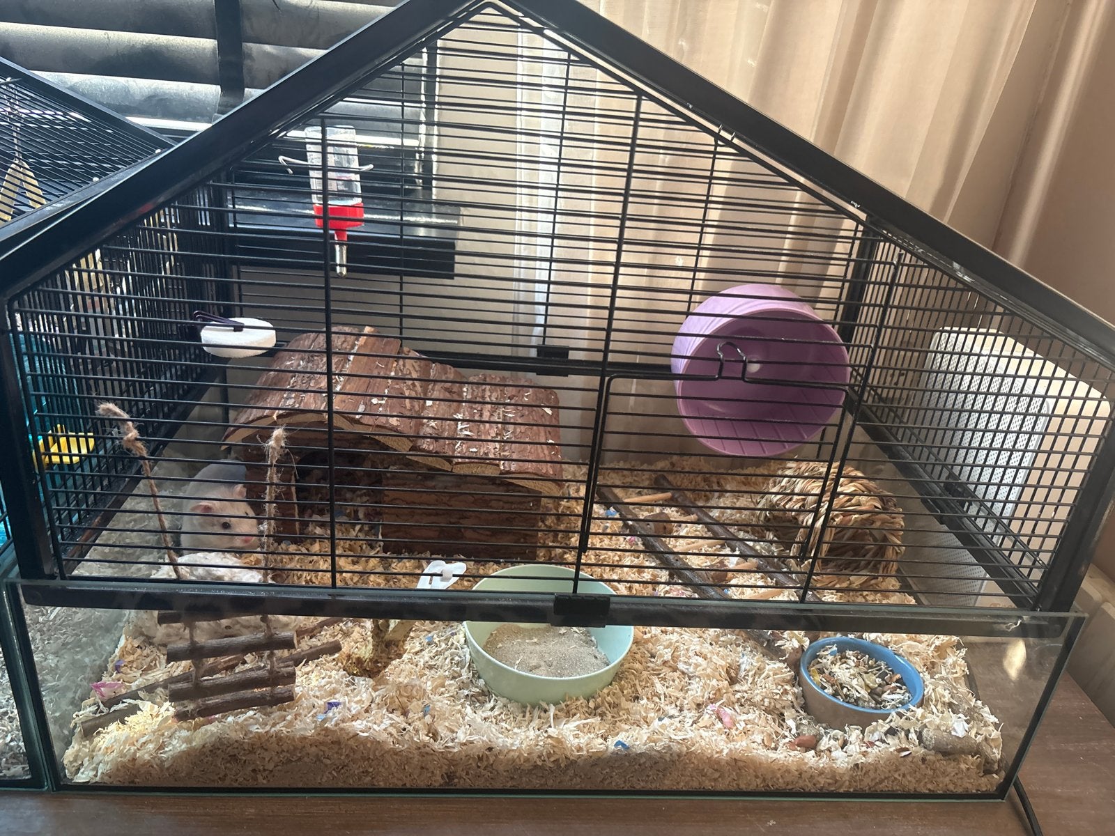 Hamster met kooi, Dieren en Toebehoren, Ophalen, Zo goed als nieuw, Loopwiel of Rad