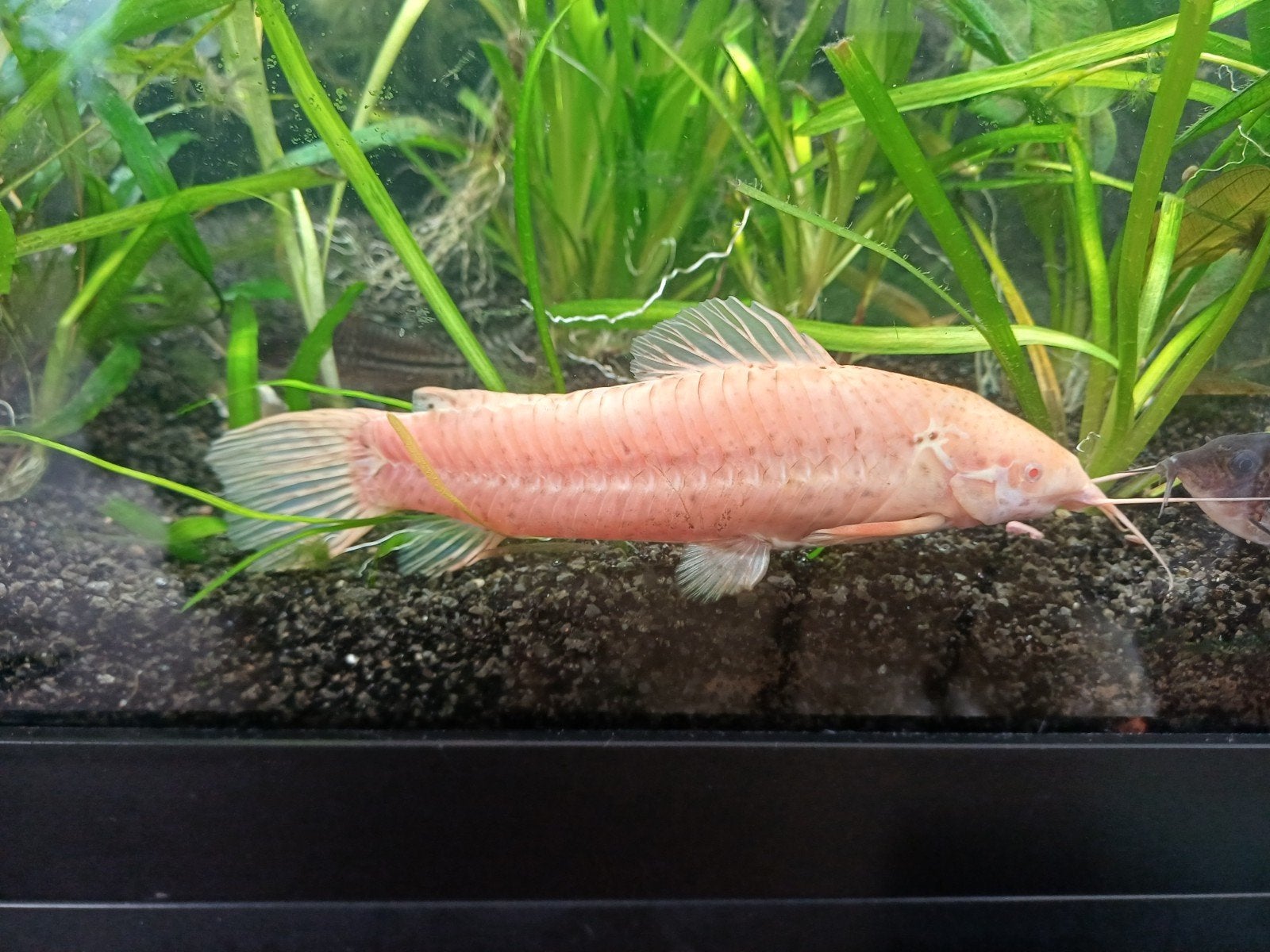 Megalechis thoracata, Dieren en Toebehoren