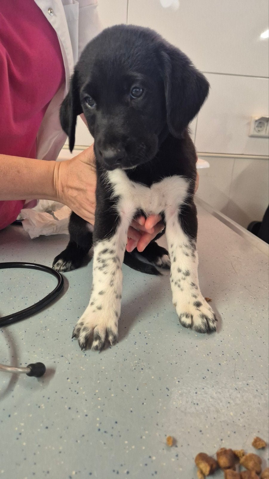 Borador Pups, nog 2x teef, 2x reu, Dieren en Toebehoren, Parvo, Overige rassen, 8 tot 15 weken, Meerdere