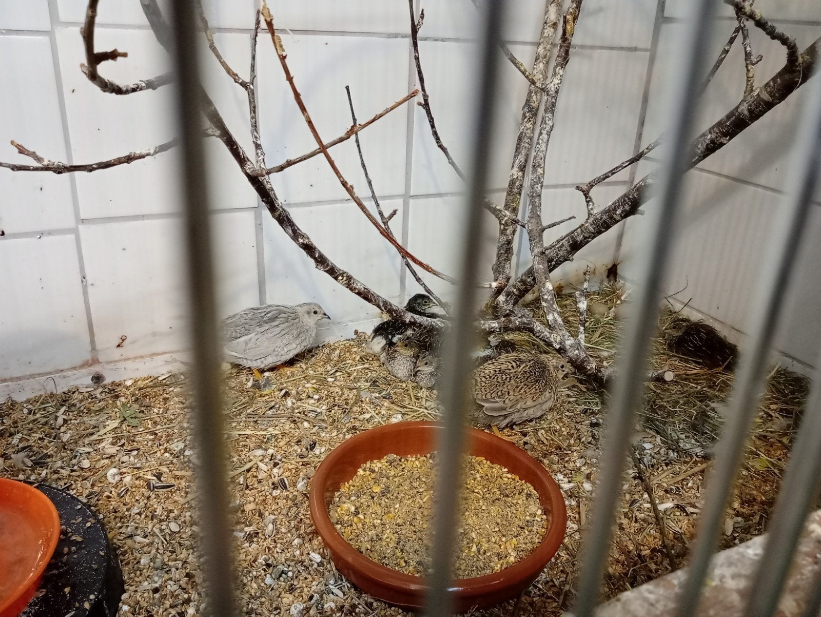 Chinese dwerg kwartels, Meerdere dieren
