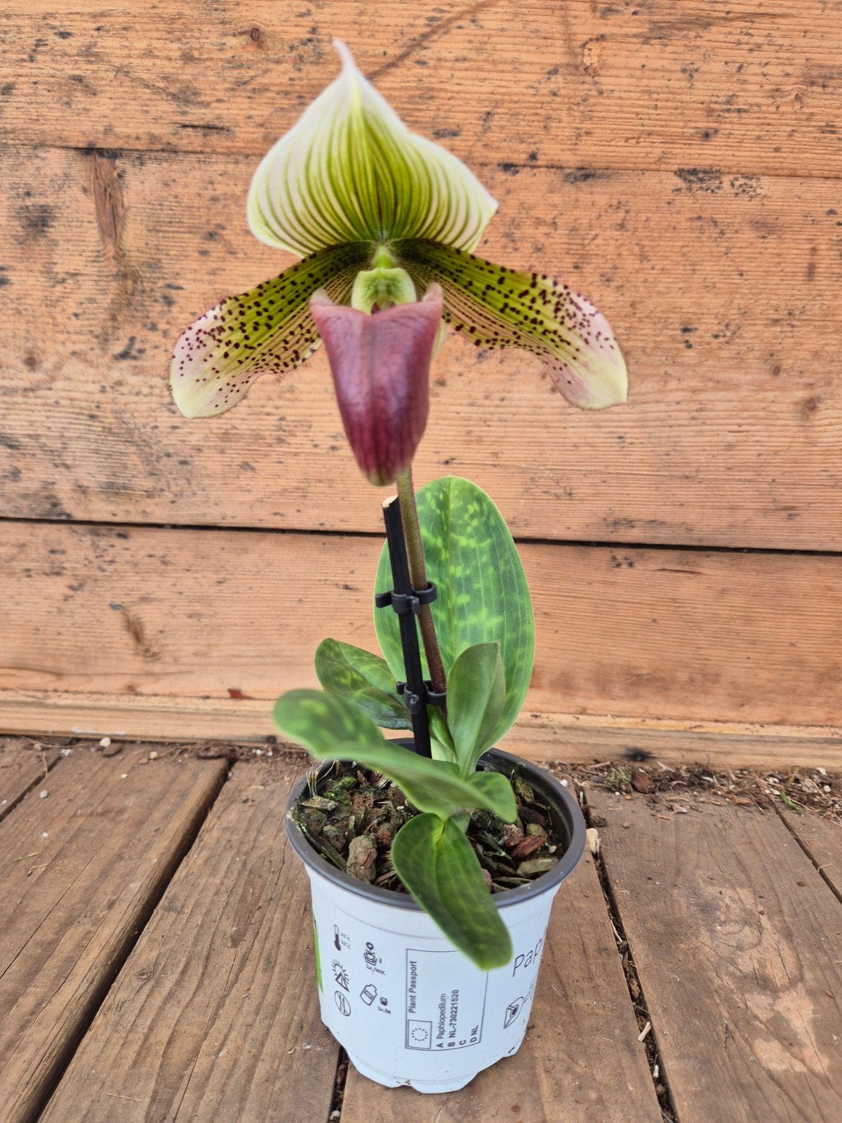 Orchidee Paphiopedilum p9 (1), Ophalen of Verzenden, Halfschaduw, Minder dan 100 cm
