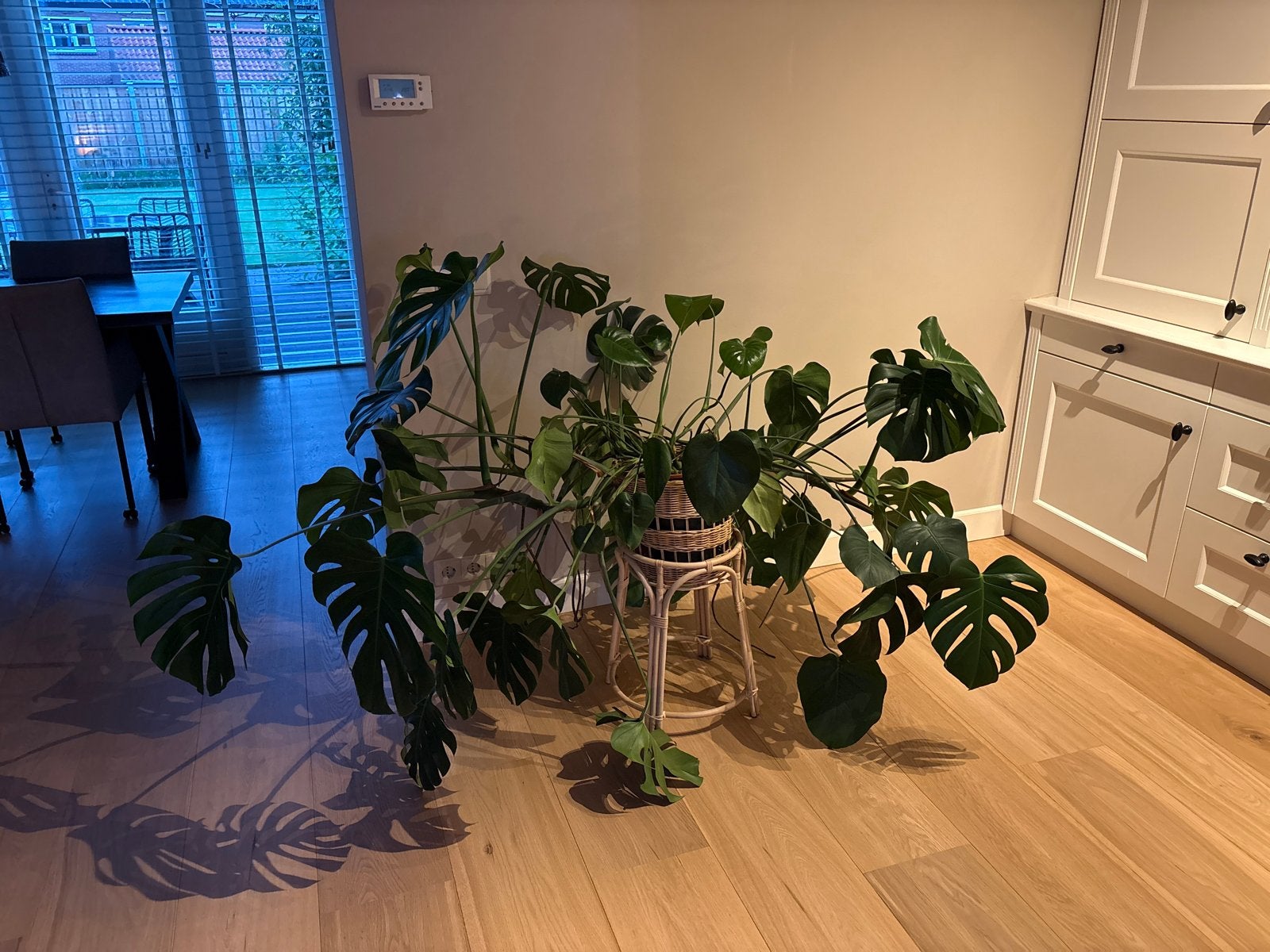 Grote Monstera Deliciosa Kamerplant, Ophalen, 100 tot 150 cm, Overige soorten, Halfschaduw