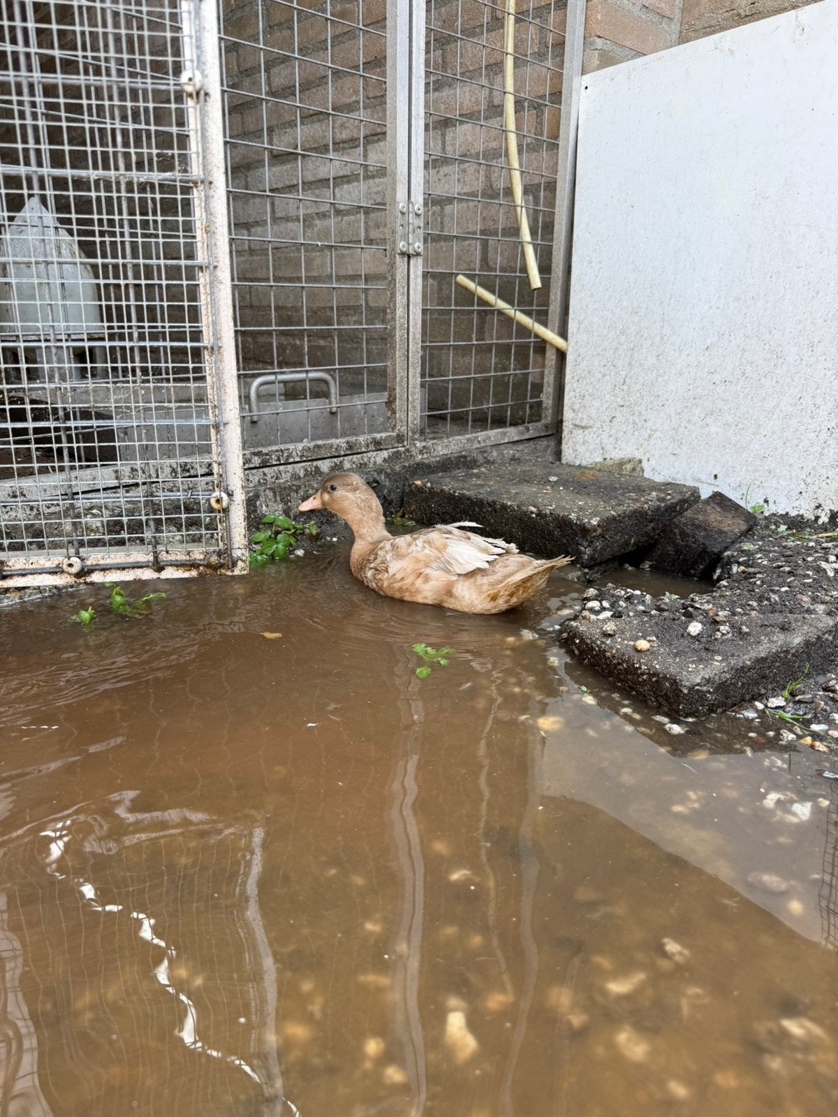 Tekoop mandarijn eenden, Dieren en Toebehoren, Mannelijk, Dwerg
