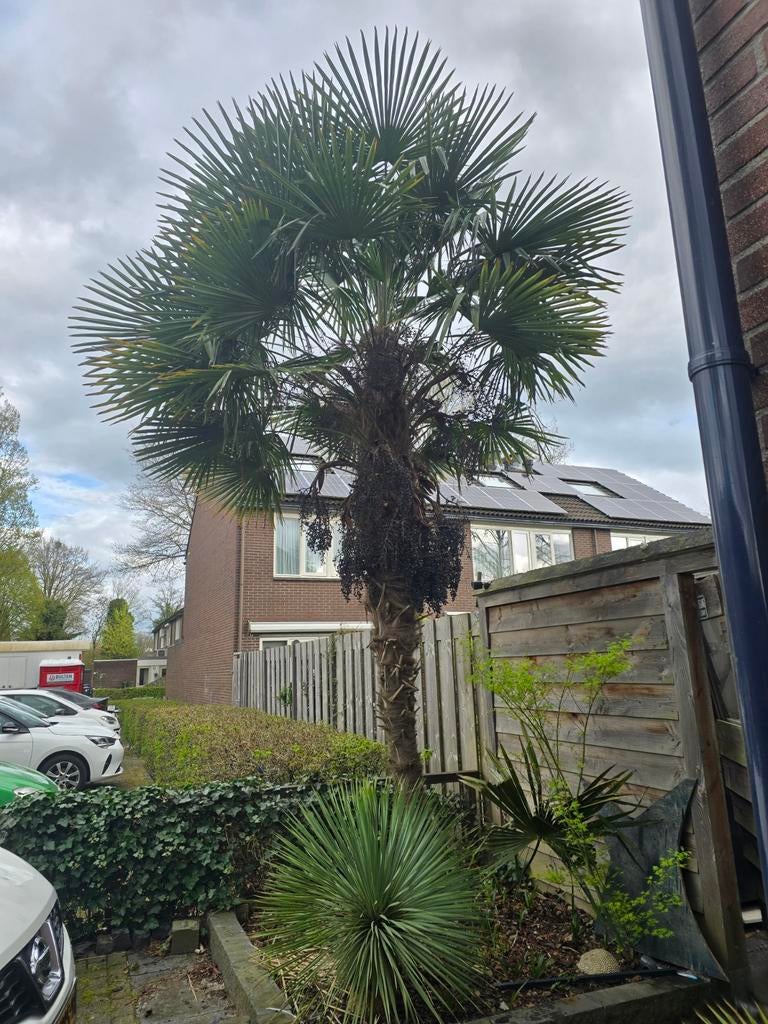 trachycarpus fortunei palm stekjes evt ook nog trossen zaden, Tuin en Terras, Planten | Bomen, Volle zon, Ophalen of Verzenden