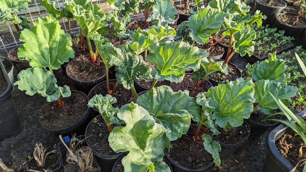 Rabarberplanten holsteiner in 2L pot, Ophalen, Volle zon, Vaste plant, Bloeit niet