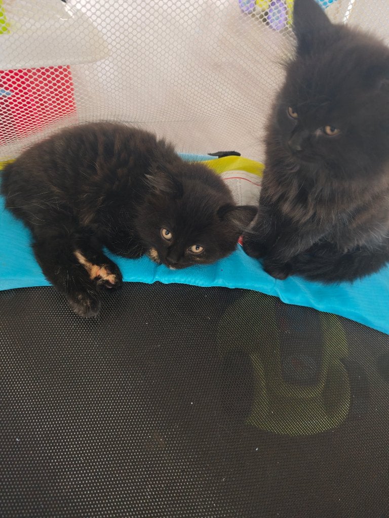 Kittens 2 months old, I'll give it away for free,, Meerdere dieren, Kortharig, 0 tot 2 jaar