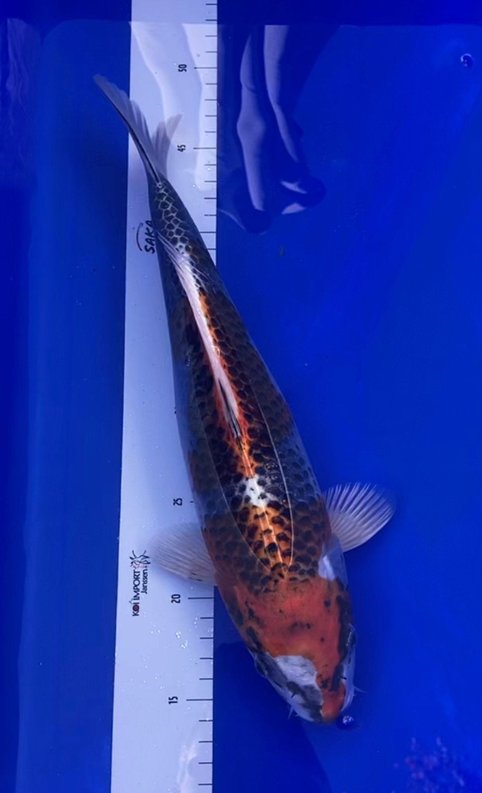 Kujaku sansai female mooi patroon en vriendelijk tam, Dieren en Toebehoren, Karper of Koi