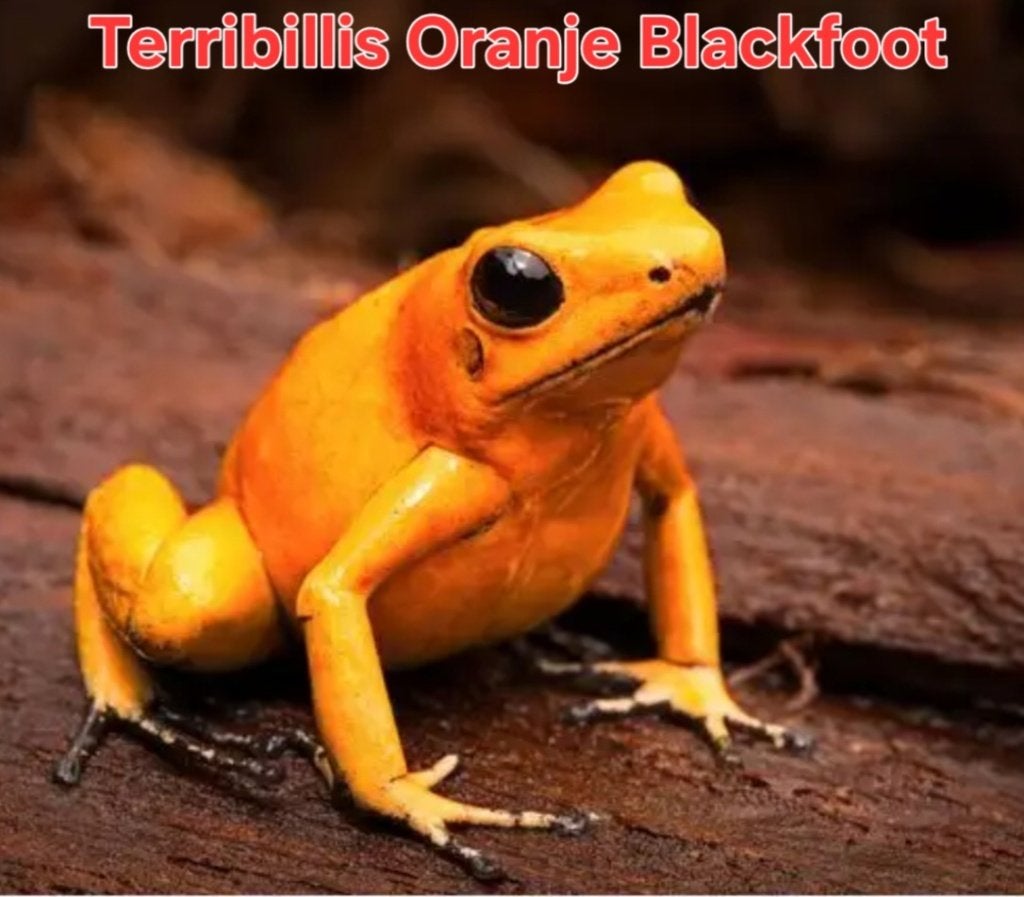 Verschillende gifkikkers aangeboden Frog photo 4