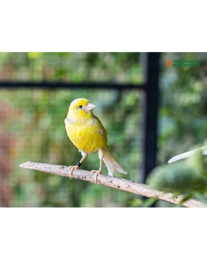 Prachtig koppel RAZA Kanaries, Dieren en Toebehoren, Vogels | Kanaries, Meerdere dieren, Kleurkanarie