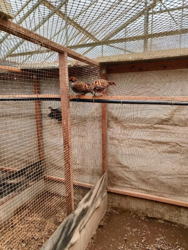 Koppels roodkeel bospatrijs, Dieren en Toebehoren, Vogels | Overige Vogels, Meerdere dieren, Geringd