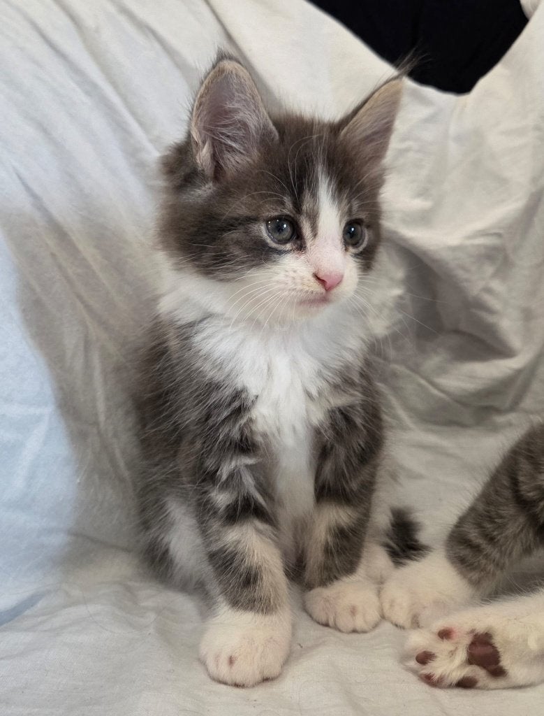 Chique Raszuivere MAINE COON Kittens - Mogen nu Verhuizen, Meerdere dieren, Gechipt, 0 tot 2 jaar