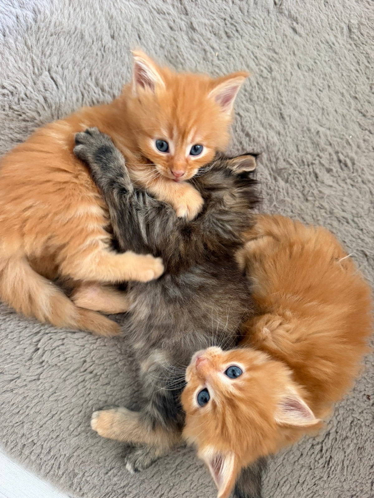 2 rode Maine coon x siberische boskat kittens, Dieren en Toebehoren, Meerdere dieren, Gechipt, 0 tot 2 jaar