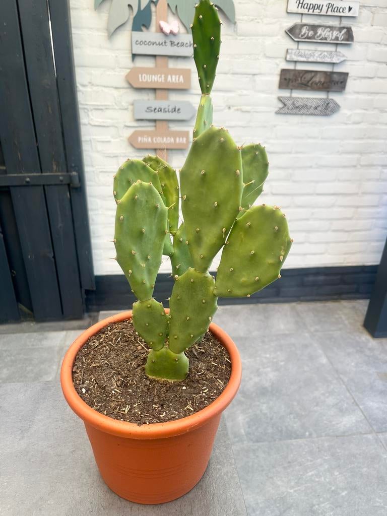 Zeer mooie opuntia schijfcactus, Ophalen, Overige soorten, Volle zon
