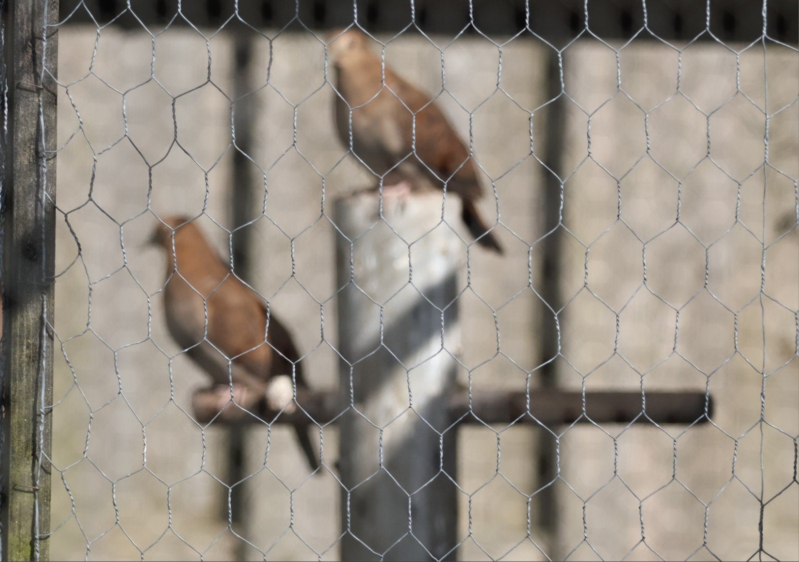 Blauwe grondduif, Dieren en Toebehoren, Vogels | Duiven, Vrouwelijk, Overige soorten