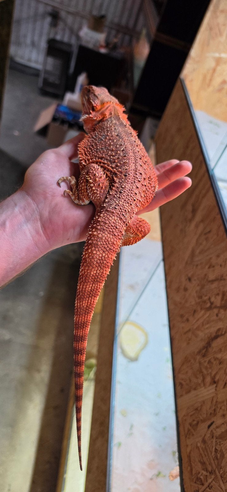 spanisch red baardagaam vrouw