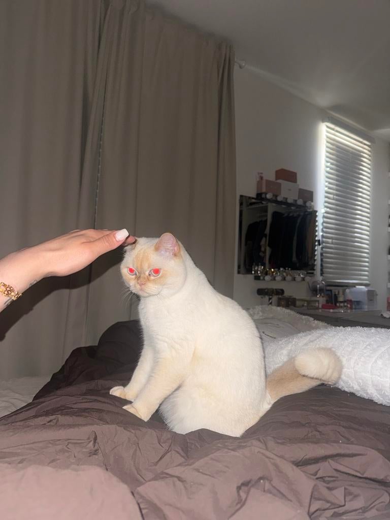 Mochi (1 jaar) zoekt rustig & liefdevol thuis – binnenkat, Kater, Gechipt