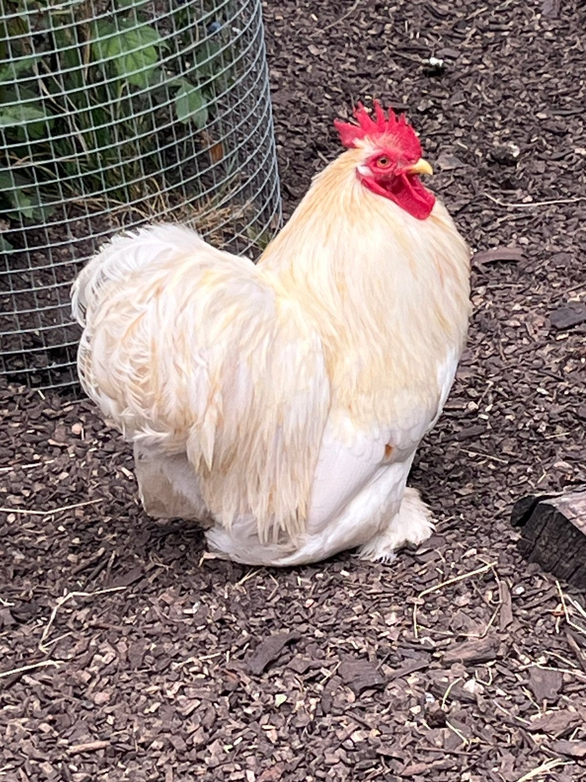 Cochin kriel haan, Dieren en Toebehoren, Pluimvee, Mannelijk, Kip