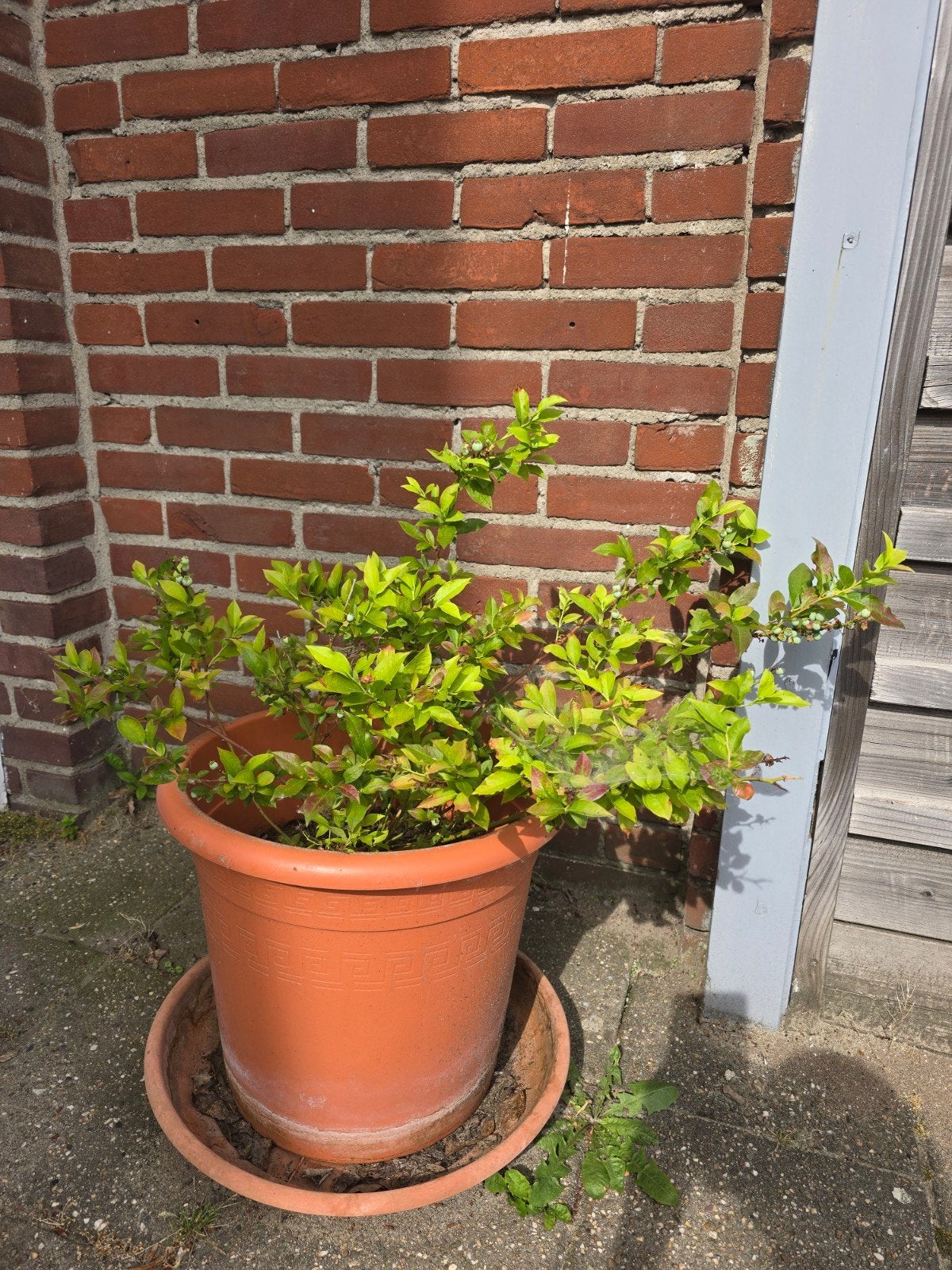 Blauwe bessenplant in pot, Tuin en Terras, Ophalen, Volle zon, Vaste plant, Fruitplanten