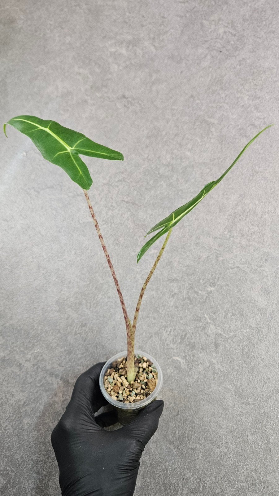 Alocasia Sarian, Ophalen of Verzenden