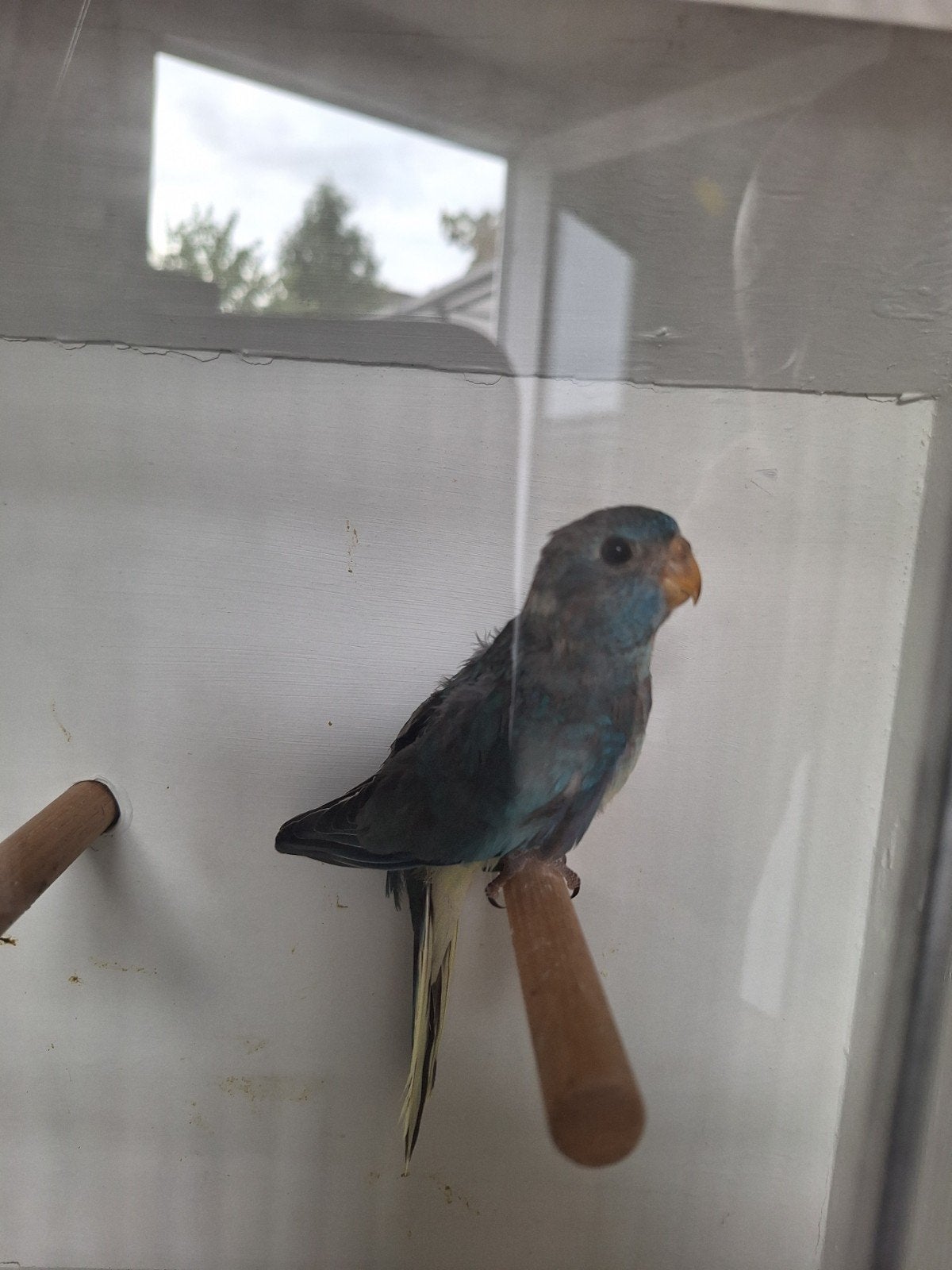splendid parkiet, Dieren en Toebehoren, Geslacht onbekend, Parkiet