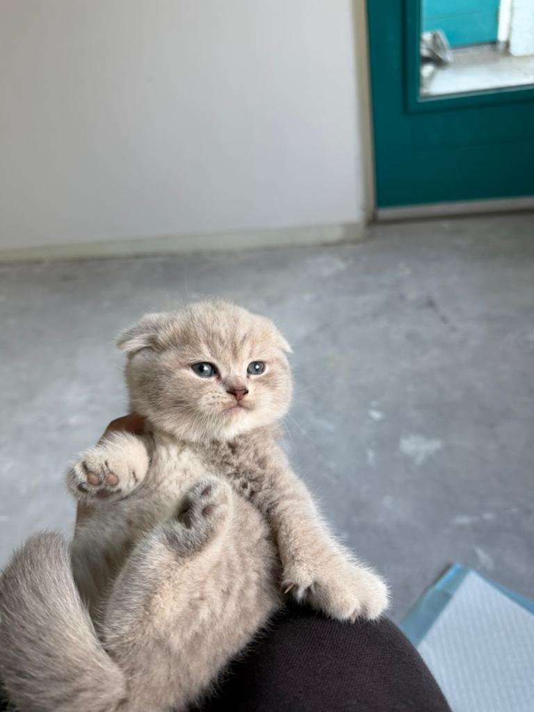 Brits korthaar, Poes, Ontwormd, 0 tot 2 jaar