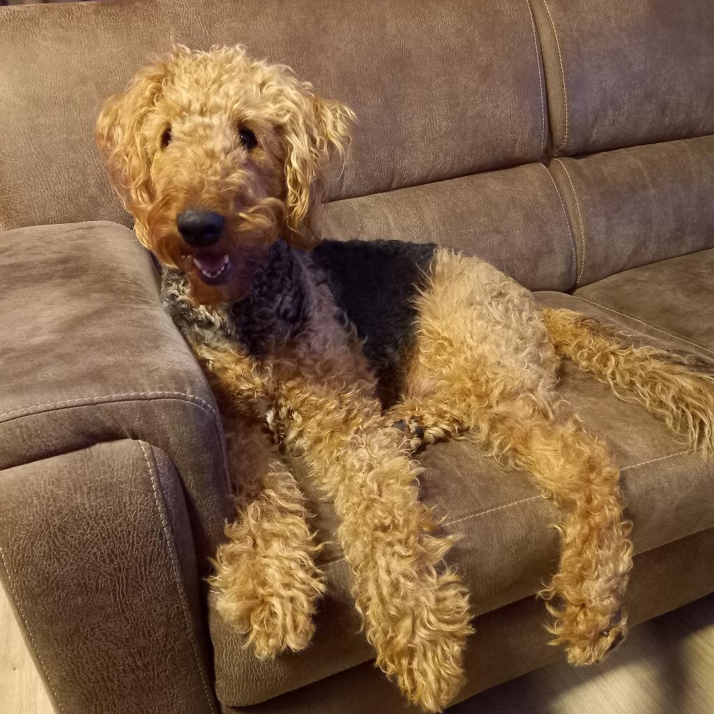 AIREDALE TERRIER PUPS, Parvo, Meerdere, Meerdere dieren, Nederland
