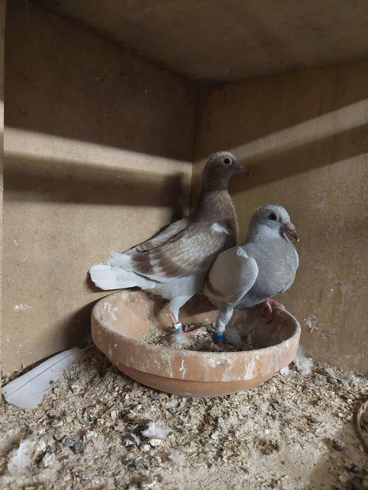 2 .mooie maar late jongen., Meerdere dieren, Postduif