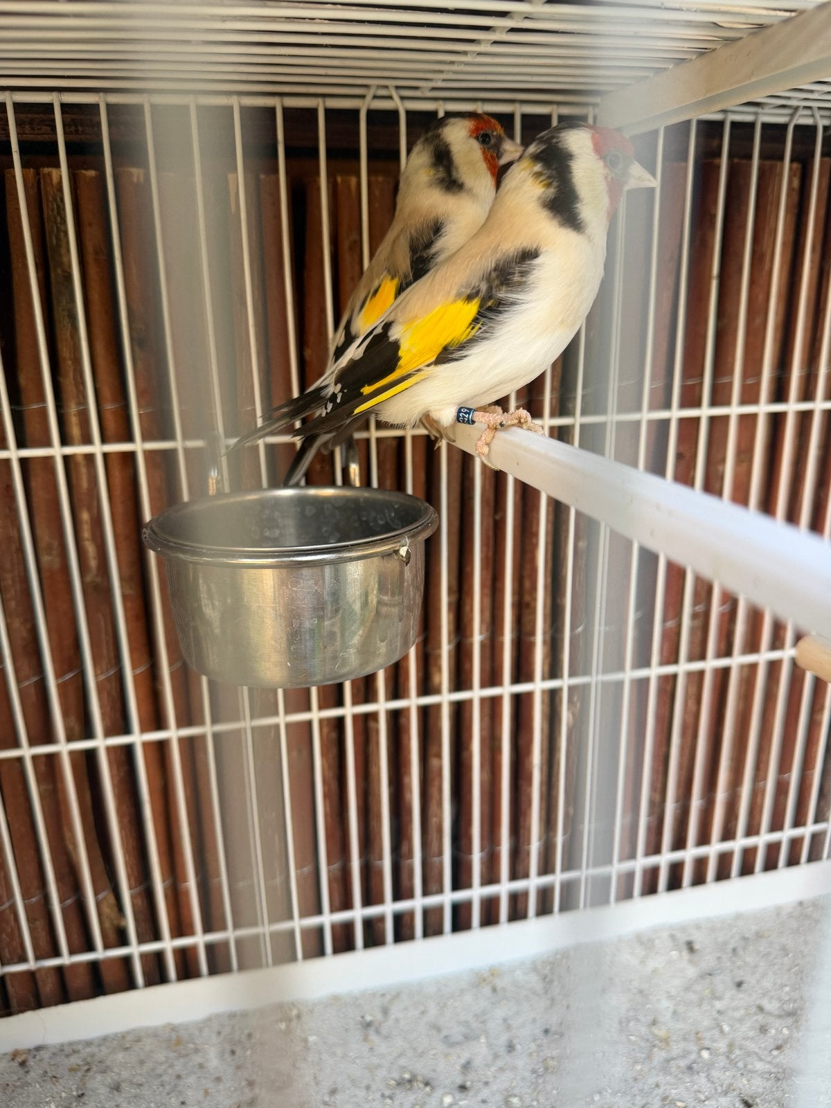 Mooi koppel majoor putters, Meerdere dieren, Wildzangvogel, Geringd