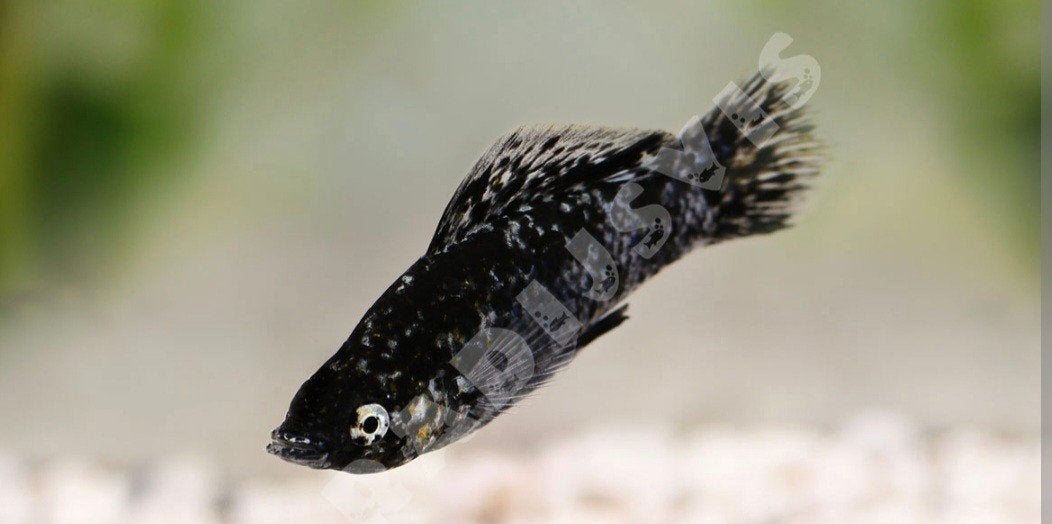 20 Aquarium visjes  Dalmatier Molly's te koop  zwart en wit, Vis