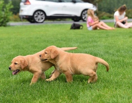 Labrador Red fox pups, Dieren en Toebehoren, 8 tot 15 weken, Labrador retriever, Meerdere, Meerdere dieren