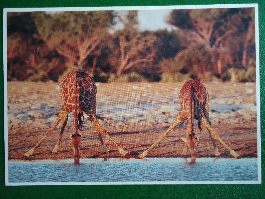 (712) Dierenkaart: GIRAFFEN, Verzamelen, Verzenden, 1980 tot heden, Gelopen, Wild dier