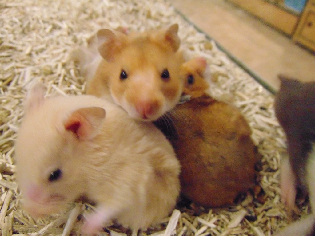 Hamster goudhamster in Assen., Hamster, Juli, Meerdere dieren, Tam