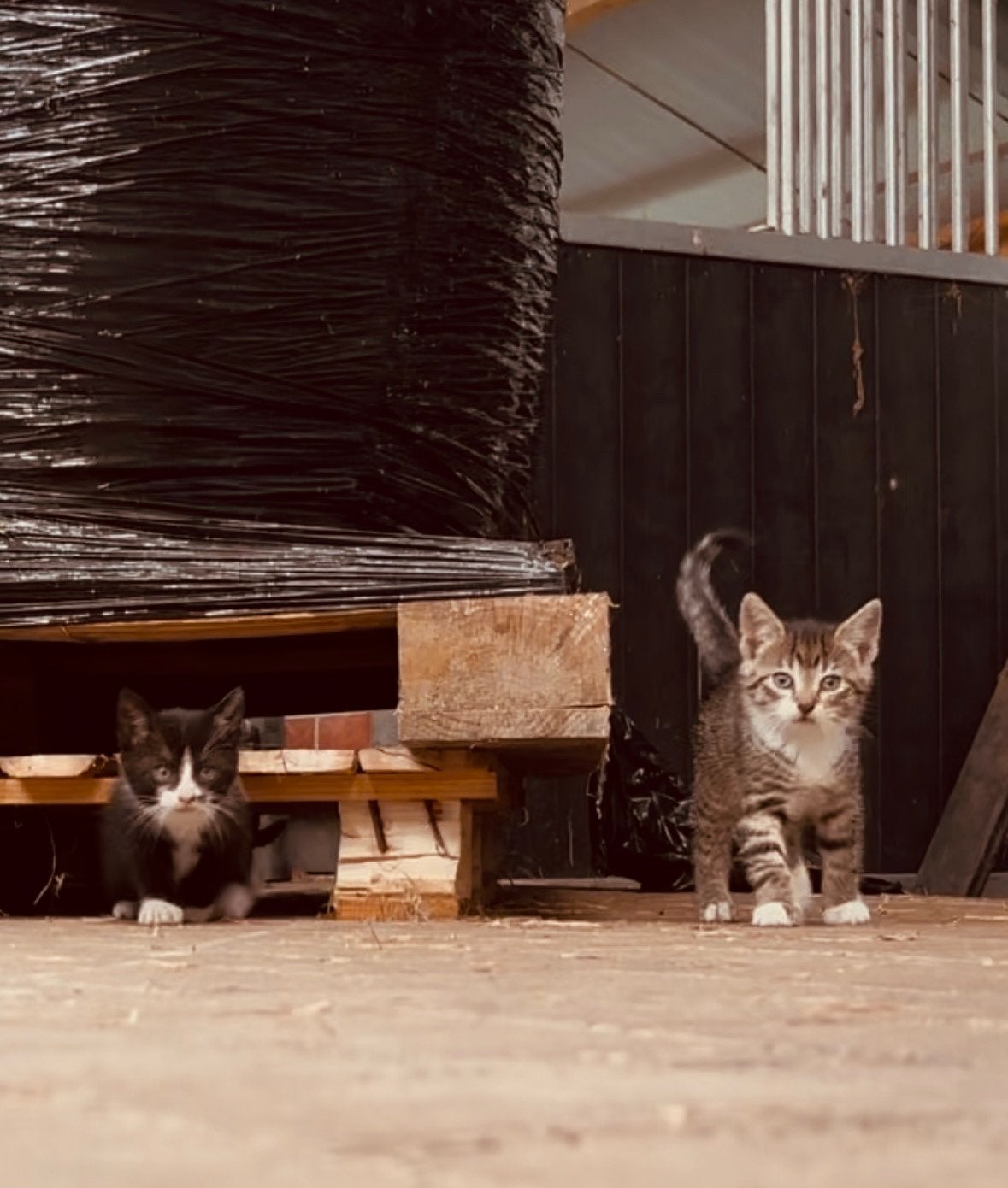 Te koop 7 weken oude kittens