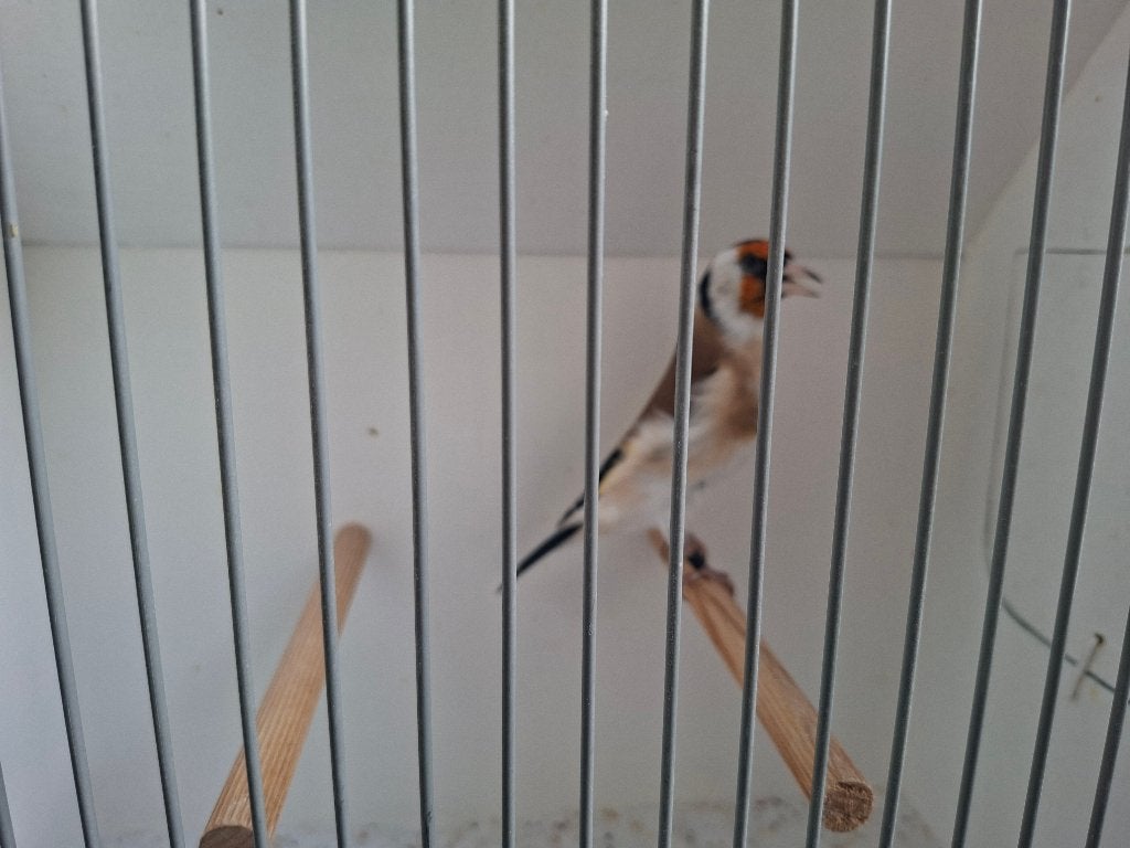 Koppel major putters 2026 wildkleur, Meerdere dieren, Wildzangvogel, Tam