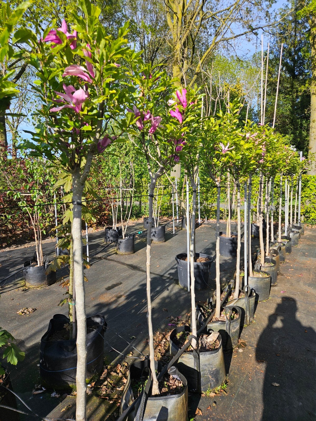 Magnolia 'Susan' te koop!, Lente, 100 tot 250 cm, Ophalen, Volle zon