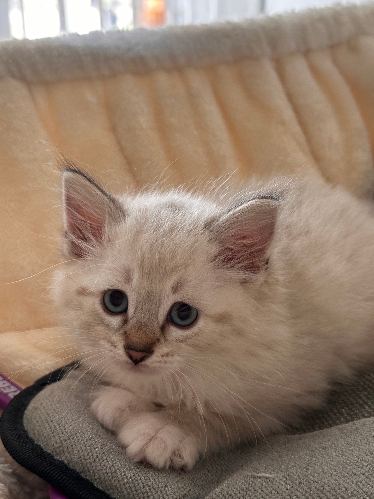 100% ragdoll kittens met garantie, Meerdere dieren, Ontwormd