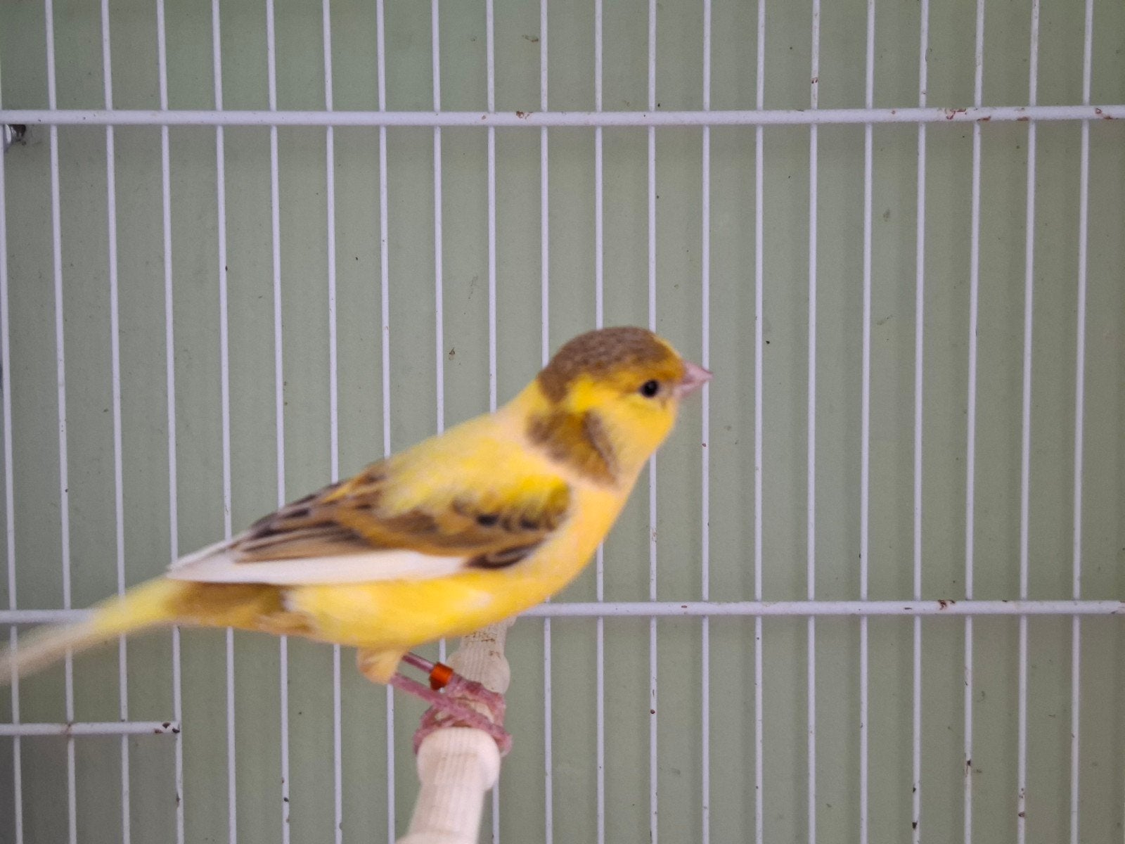 koppel bonte kleurkanaries, Meerdere dieren