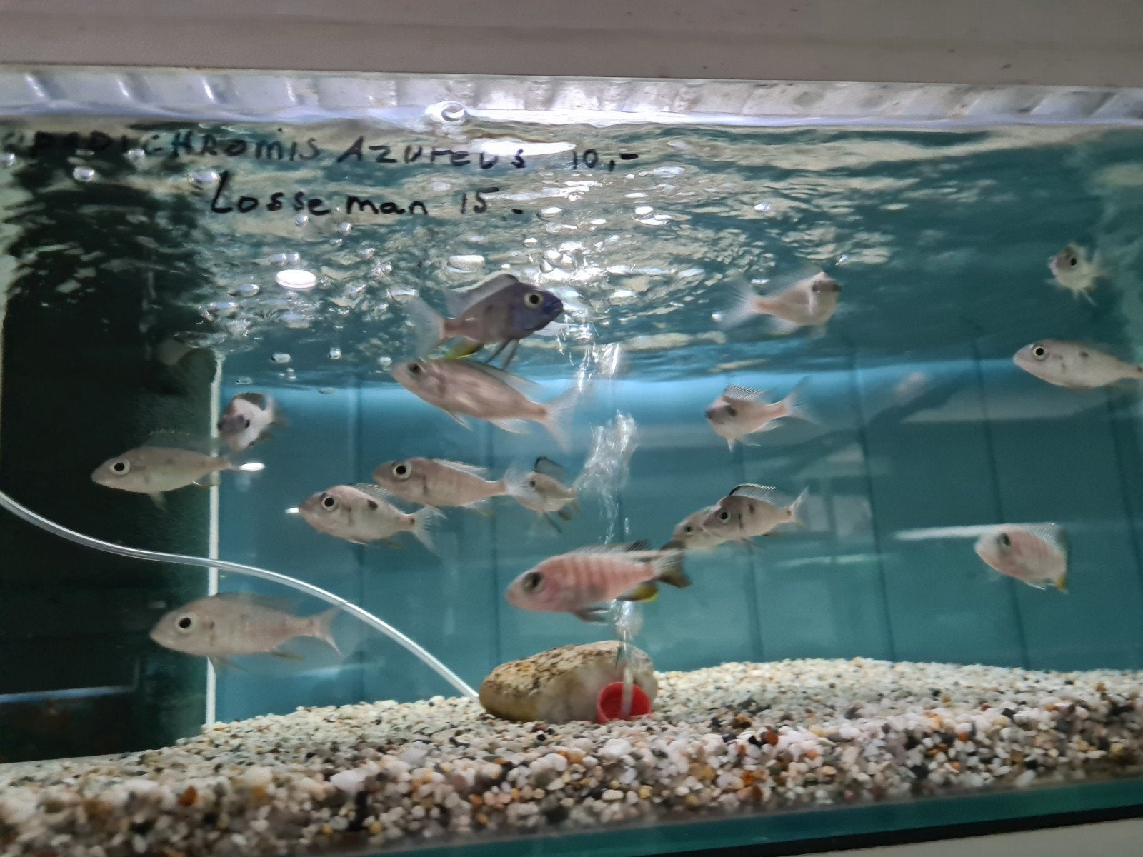 Copadichromis Azureus Malawi Cichliden, Dieren en Toebehoren, Vis, Zoetwatervis