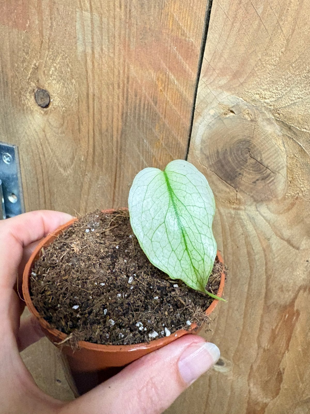 Monstera deliciosa monstermint mint albo variegata plant, Huis en Inrichting, Kamerplanten, Ophalen of Verzenden, Halfschaduw